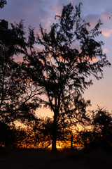 arbre en contre jour aux lueurs du coucher de soleil