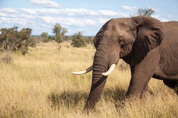 Bull Elephant in Kruger