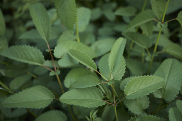 Sanguisorba officinalis