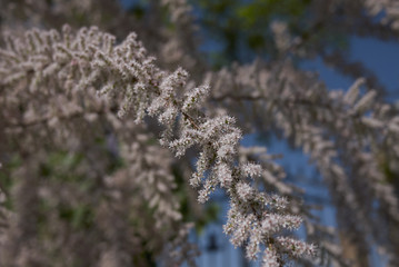 Tamarix gallica