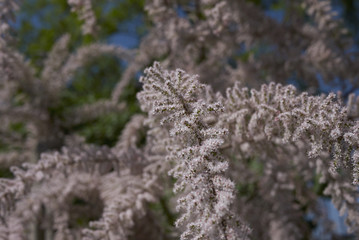 Tamarix gallica