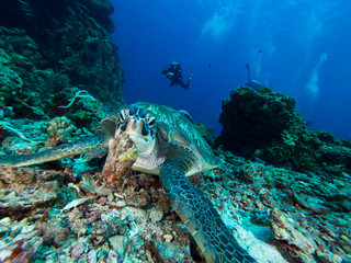 Obraz na płótnie Canvas Green sea turtle