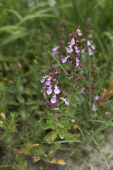 Teucrium chamaedrys