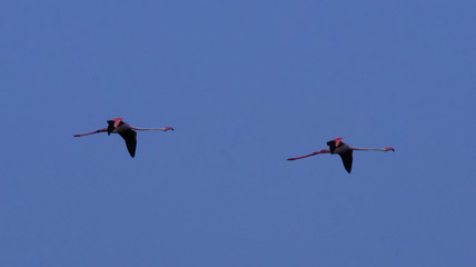fenicottero rosa