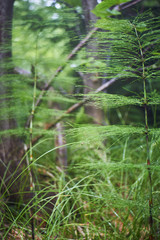 Greenery. Forest green. Summer in the mountains. Screensaver. Painting of nature.