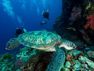 Fototapeta na wymiar Green sea turtle
