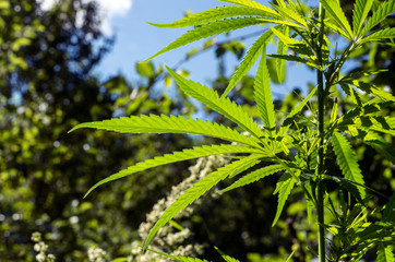 A hemp plant on a blurred natural background with trees and sky. Selective focus.