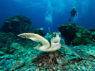 Green sea turtle