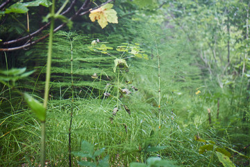 Greenery. Forest green. Summer in the mountains. Screensaver. Painting of nature.