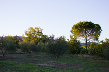 Fototapeta premium Vegetation in in Summer in the Provence, France