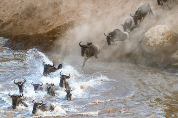 Gnus, die während der großen Migration den Mara-Fluss überqueren