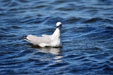 Seagull