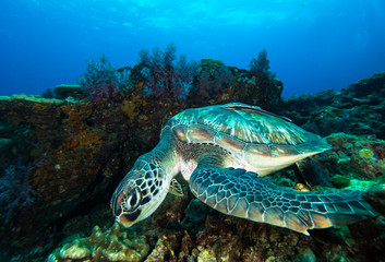 Obraz premium Green sea turtle