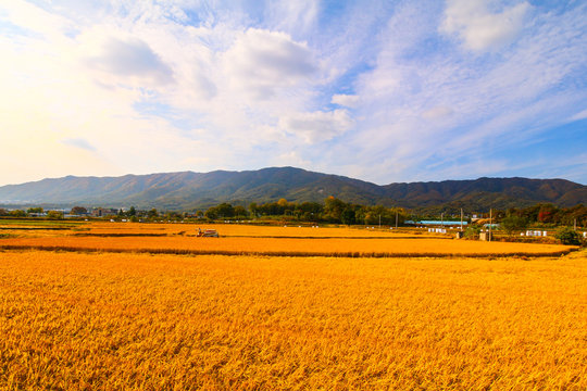 Golden Ripe Rice Field In Korea