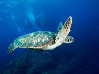Fototapeta premium Green sea turtle