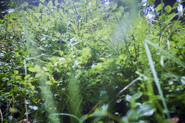 Greenery. Forest green. Summer in the mountains. Screensaver. Painting of nature.