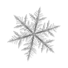 Snowflake isolated on white background. Macro photo of real snow crystal: large stellar dendrite with fine hexagonal symmetry, long elegant arms, complex, ornate shape and glossy relief surface.