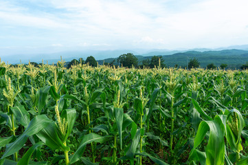 【青森県弘前市岩木山麓】岩木山麓は嶽きみの花が満開