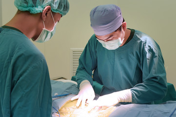 Obraz na płótnie Canvas two of veterinarian surgery in operation room