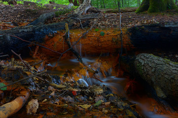 Stream in forest