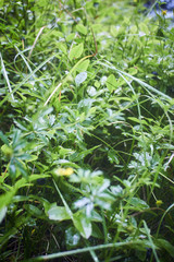 Greenery. Forest green. Summer in the mountains. Screensaver. Painting of nature.