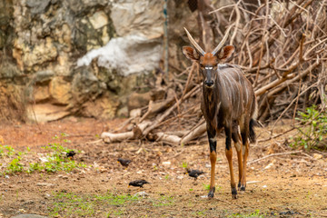 A male nyala is standing and looking straight