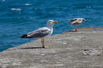 Seagulls on the pier