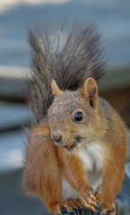 Close-up of squirrel eating and moving
