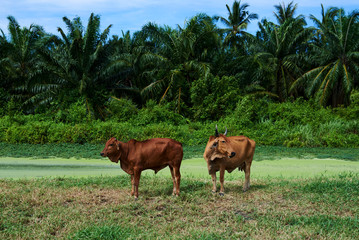 Cows near a pond on the green pasture.