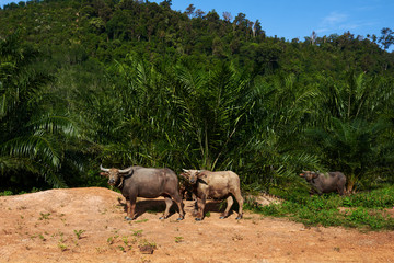 Cows and buffalo on pasture.  Agriculture  farm buffalos. Green tropical forest with blue sky. Asian village scene. Domestic large animal cow. Amazing asian rural landscape with brown oxen.