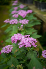 close-up Purple flowers in the garden
