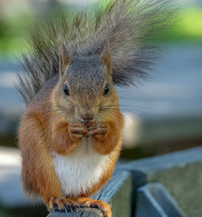 Close-up of squirrel eating and looking you