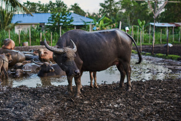Group of buffaloes and cows in rural farm. Water Asian buffalo in corral. Animal for help work in rice field. Ecology farm. Cattle pen, domestic animal, livestock in rural farm. Countryside, rural..