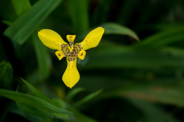 Blossom yellow orchid  looks like bird with green soft background