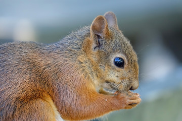 Naklejka na ściany i meble Close-up of squirrel eating