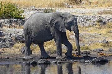 Elefant (loxodonta africana) am Wasserloch im Etosha Nationalpark