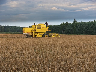 Obraz premium Yellow combine-harvester on the field