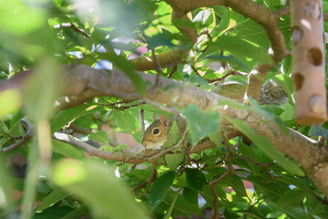 Naklejka na ściany i meble Sciurus carolinensis, grey squirrel eating from domestic bird feeder (sequence)