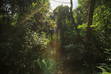 Trail in tropical green forest with ray of sunrise light