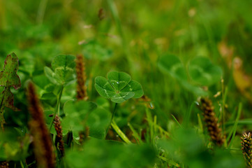 close up of four leaved clover