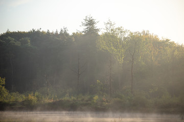 Reflection of forest in lake at sunrise