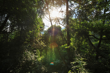 Tropical green forest landscape with ray of sunrise light