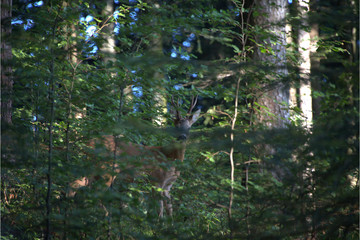 Rehbock versteckt