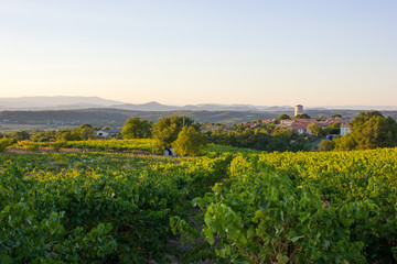 Fototapeta na wymiar Vineyard South of France, Provence
