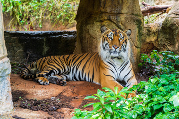 Naklejka na ściany i meble Bengal tiger resting in the forrest