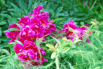 Obraz premium flowers