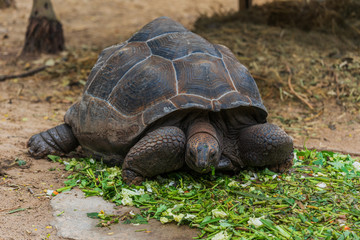 An Aldabra giant tortoise (Aldabrachelys gigantea) eating green leave