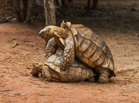 Aldabra giant tortoise (Aldabrachelys gigantea) mating in garden
