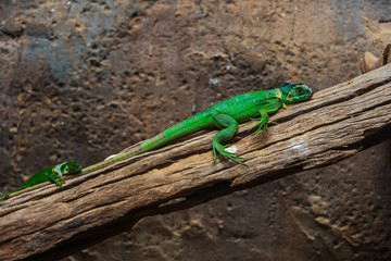 Lesser Antillean Green Iguana (Iguana delicatissima)