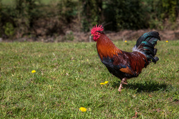 Coq en train de se promener dans le pré